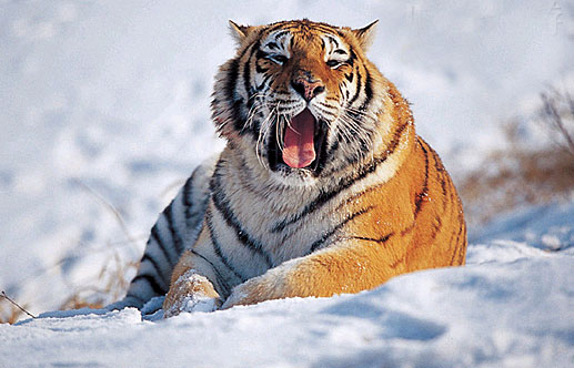 Northeast Tiger